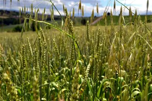 Bli kvitt hirse i plenen: effektive metoder og tips