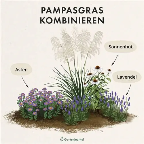 Kombinasie van pampasgras en laventel in die bedding as illustrasie