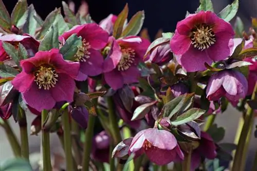 Plantar rosas navideñas