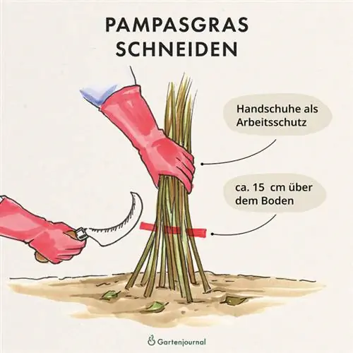 Illustrasie van pampasgras wat gesny word