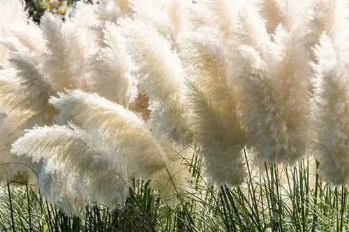 American Pampas Grass Cortaderia Selloana: The Great Guide