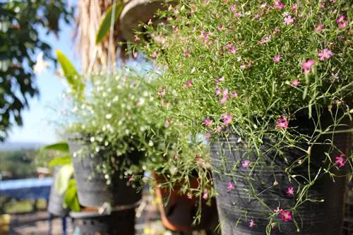 Gypsophila hardy: šādi jūs to pareizi aizsargājat ziemā