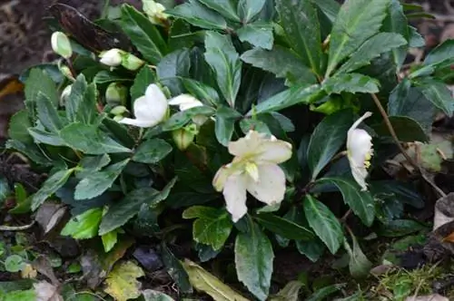 Tagumpay sa pagpapatubo ng mga Christmas roses: Patabain at pangalagaan ang mga ito ng tama