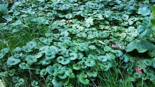 eføy-lignende planter