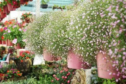 Gypsophila en el cubo