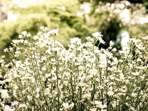 Gypsophila: Die ideale ligging vir welige blomme