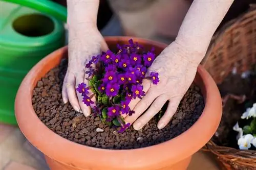 Είναι τα primroses δηλητηριώδη; Κίνδυνοι και προστατευτικά μέτρα