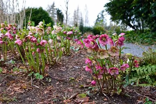 Dibisyon ng Christmas rose