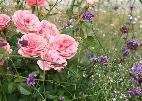 Verbena patagònica - combinant idees que val la pena tenir en compte