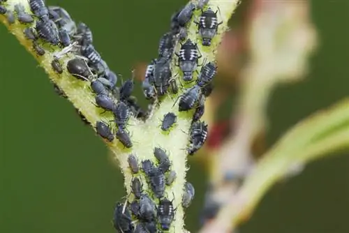 Hydrangea lice