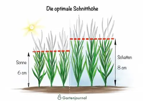 Optimālais pļaušanas augstums