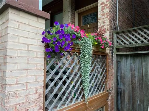 Combine silver rain - a touch of silver in the garden and on the balcony