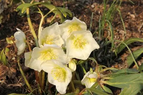 Helleborus locatie