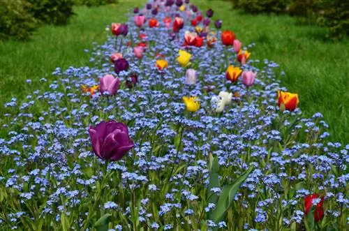 Tulpen - de herauten van de lente combineren kleurrijk