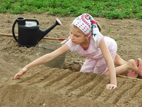 Setev gipsofile: Tako lahko posejete seme na vrtu