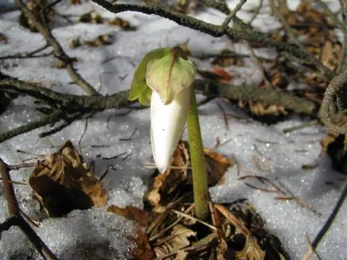 Rosa di Natale in inverno