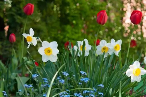 Untuk kebersamaan yang terbentuk dengan sempurna - gabungkan forget-me-nots