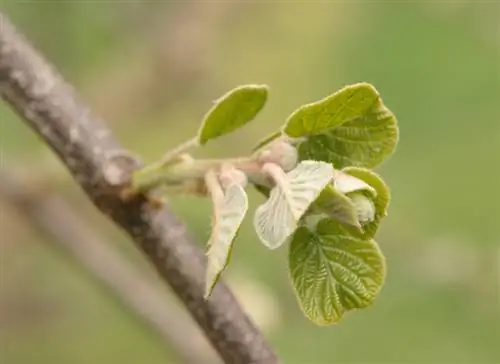 Transplant kiwi