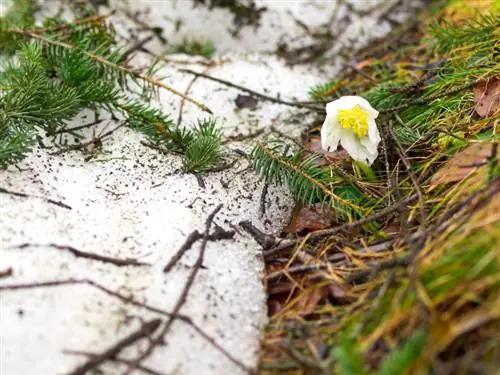 Rosas navideñas que pasan el invierno: consejos para tener flores de invierno saludables