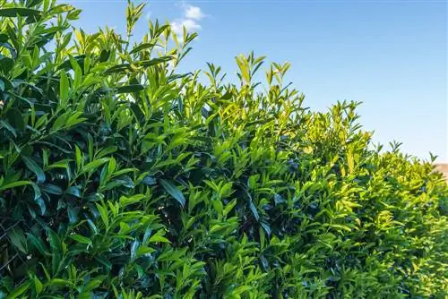 Welke bomen kunnen gecombineerd worden met laurierkers?