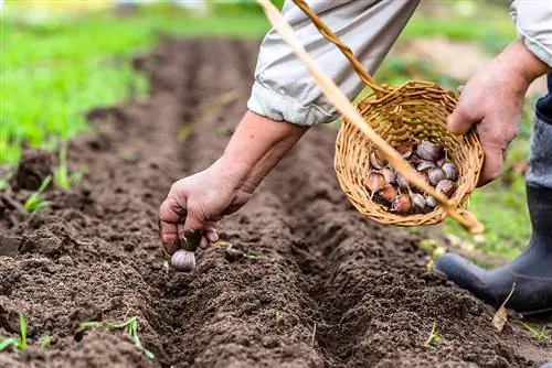 Bawang putih ditanam di atas katil