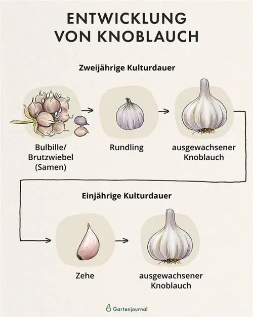 Illustratsiooniks mugulsibulate ja küüslaugu arendamine