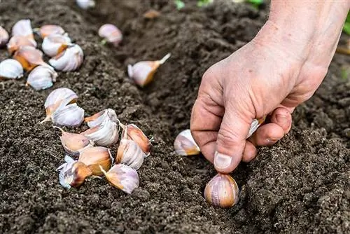 Bawang putih dimasukkan ke dalam tanah