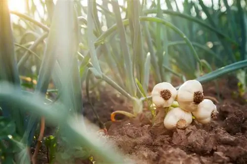 Bawang putih tumbuh di lokasi yang cerah