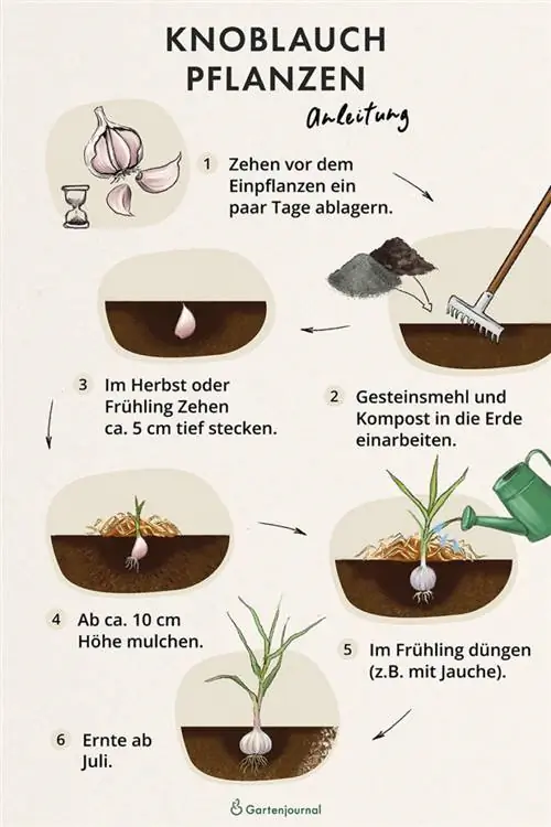 Instruksies oor hoe om knoffel in die bedding te plant as 'n illustrasie