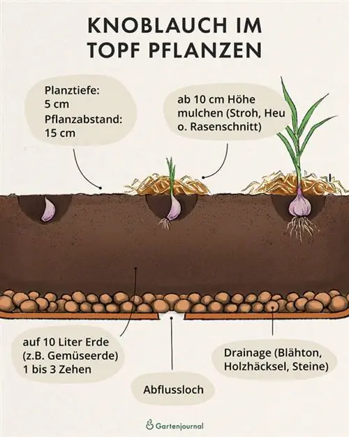 Instruksies oor hoe om knoffel in 'n pot te plant as 'n illustrasie