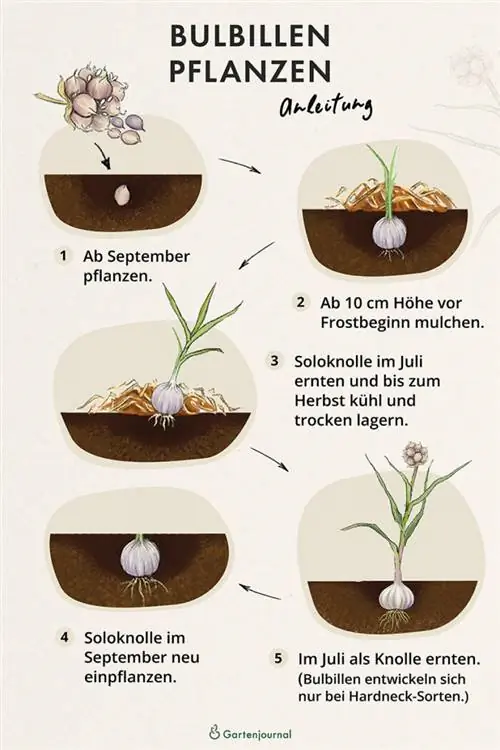 Instructions sur la façon de planter des bulbes et des bulbilles à titre d'illustration