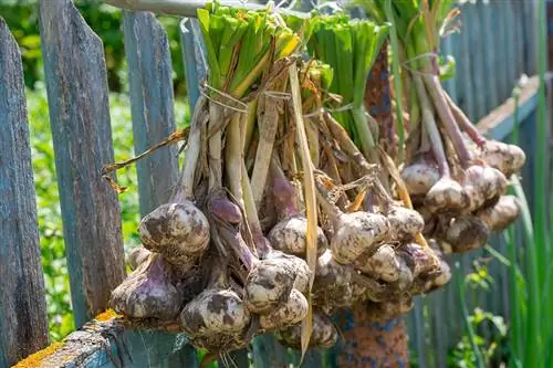 Bawang putih digantung di pagar untuk kering