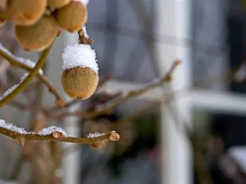 Kiwi winterhard: de beste variëteiten voor de Duitse tuin