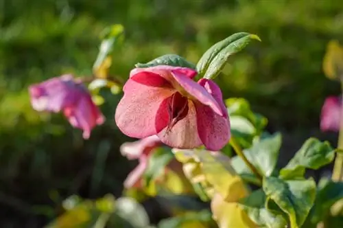 Variedades de rosas navideñas: descubre las flores de invierno más bonitas