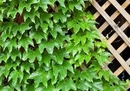 Build a climbing aid for the ivy yourself