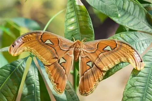 Pachira aquatica շագանակագույն բծեր