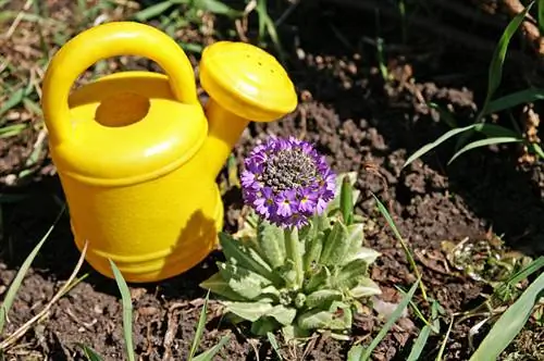 Sleutelbloemen correct water geven: zo behouden ze hun pracht