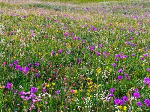 Criando um prado de flores silvestres: Quais sementes são melhores?