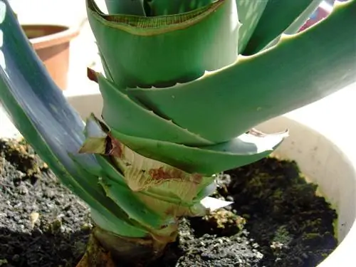 Shorten aloe vera stem