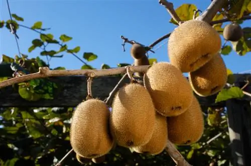 Kiwi tree care