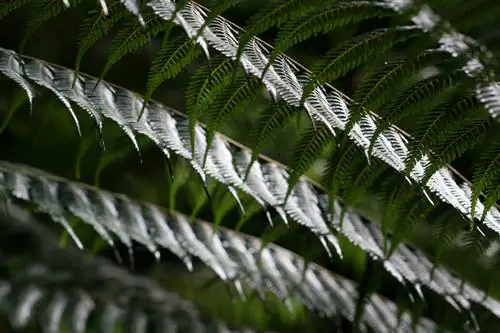 Overwintering tree ferns: Ganito ito gumagana nang walang anumang problema