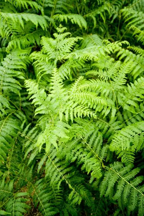 Hävitage bracken