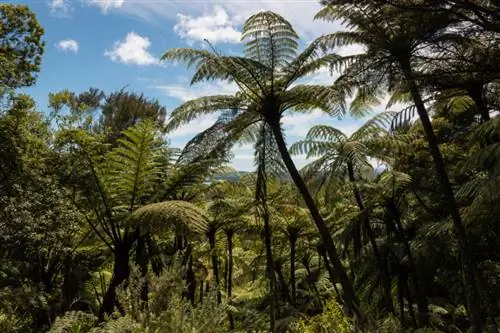 Overwintering tree ferns: Paano protektahan ang mga ito mula sa hamog na nagyelo