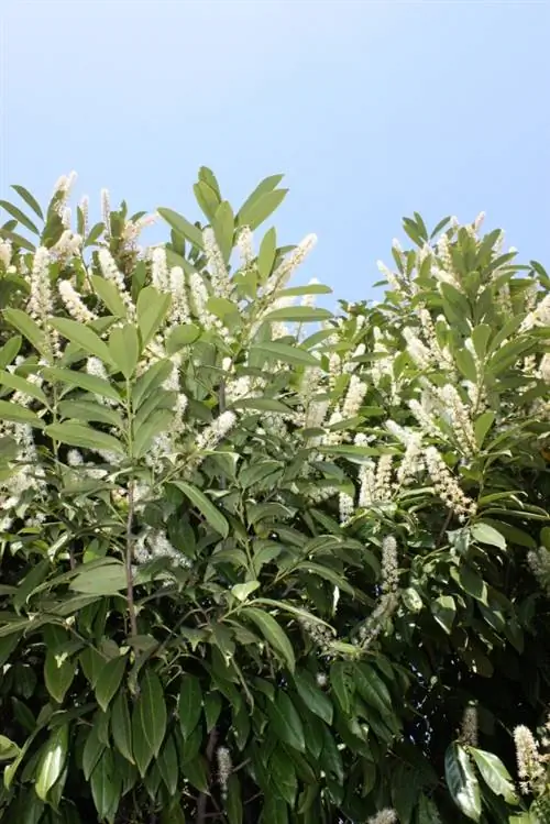 Cherry laurel: Beautiful hedge plant with a poisonous secret