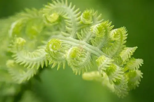 Perfil de helecho: todo sobre esta planta venenosa