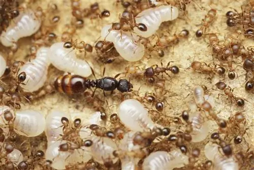 La reine des fourmis reste ici