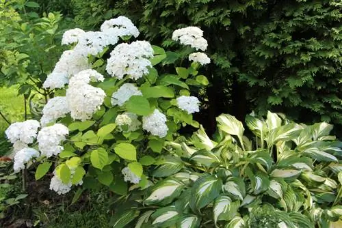 hortensia-annabelle-combinatie