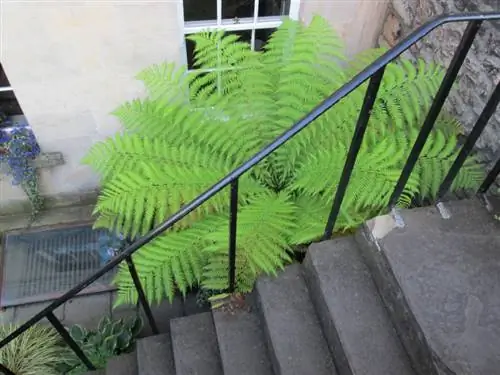 Tree fern bilang isang houseplant: mga tip para sa pangangalaga at lokasyon