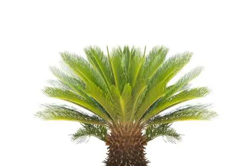 Cycad care: Συμβουλές για υγιή ανάπτυξη και ευεξία