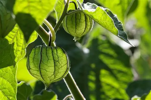 Harvest Physalis nezrel